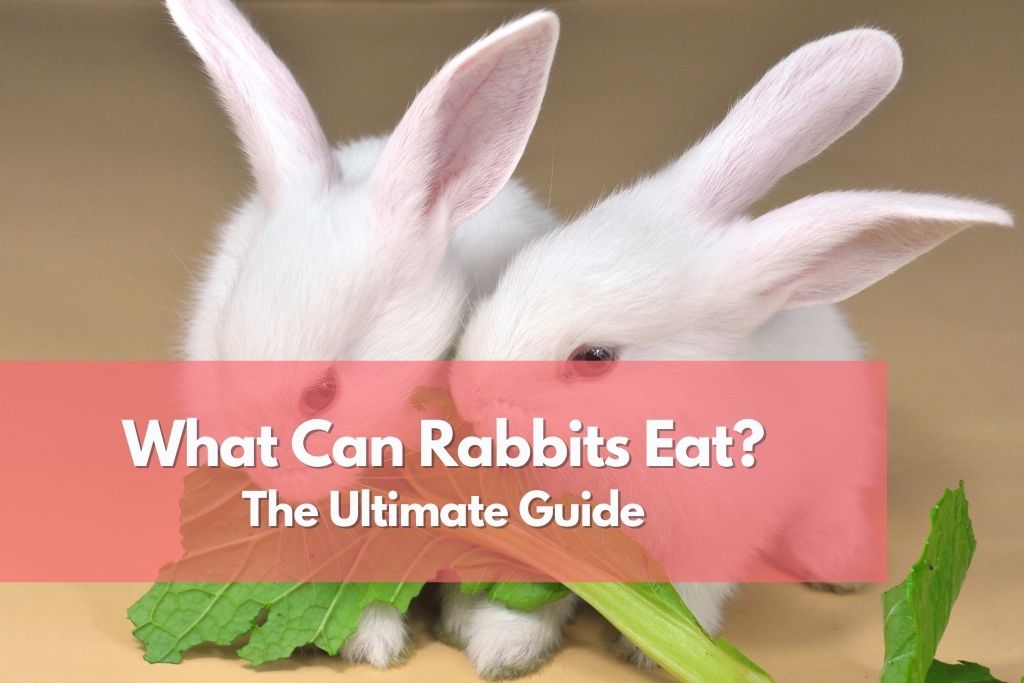 Can Rabbit Eat Lettuce: A Comprehensive Guide for Bunny Owners