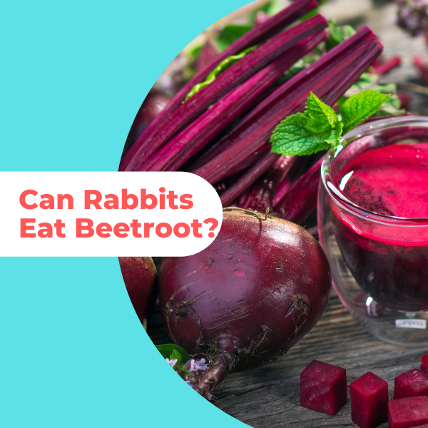 are red beet safe for dogs to eat